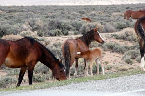 Wild Horses in Colorado