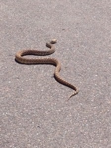 Big Bull Snake in Stonegate Village Neighborhood Parker CO.