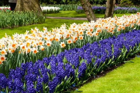 Blue, white and yellow flowers. Bulbs planted in the Fall bring beautiful Spring flowers.
