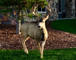 Mule deer in The Timbers Neighborhood