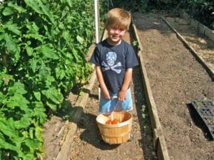Child gathering vegetables