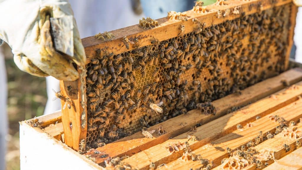 Beekeeping in Parker Colorado