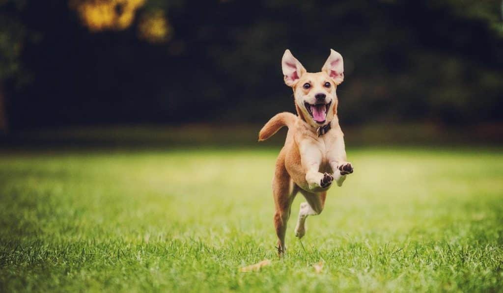 Dog Parks in Parker Colorado