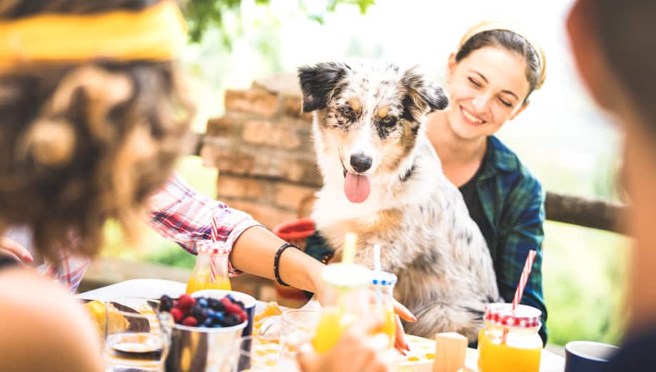 are dogs allowed in colorado restaurants